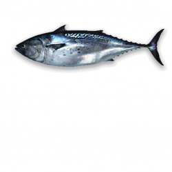 Thonine 7/12 en filet brut...