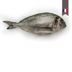 Dorade royale declasse 500G...