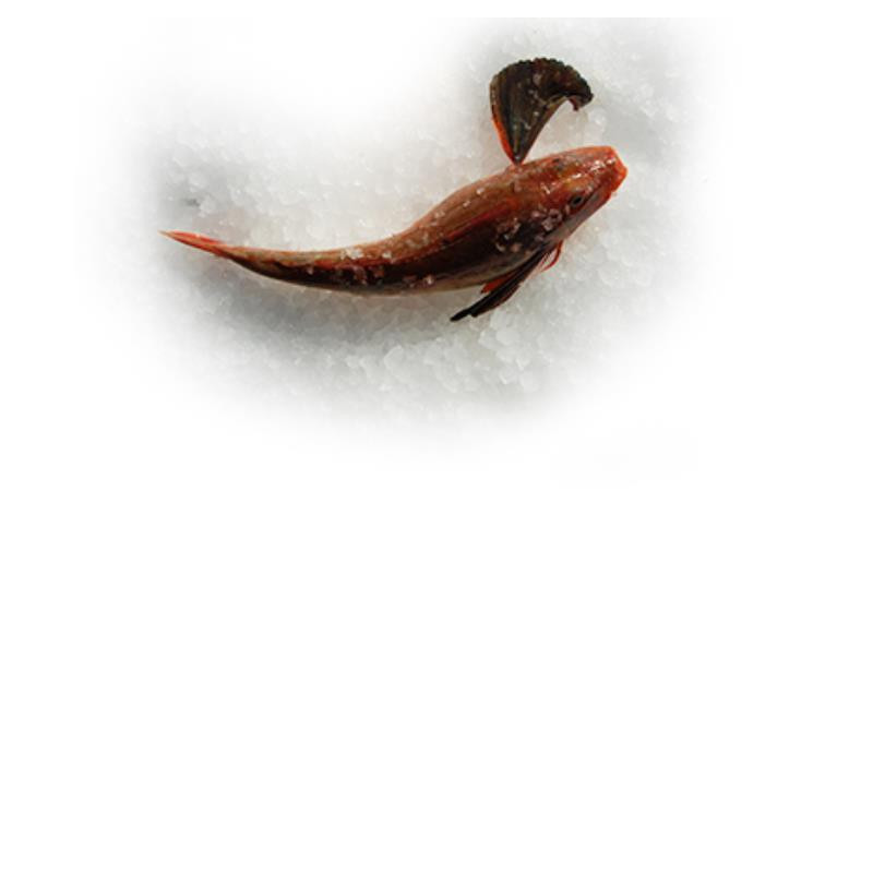 Filet de Grondin rouge A/P - ANE