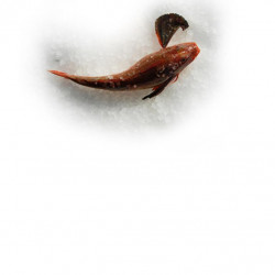 Grondin rouge 200/400 - ANE