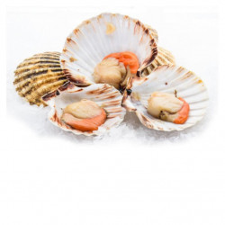 Coquilles st jacques Saint...