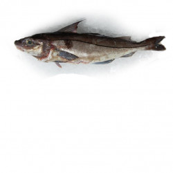 Eglefin Arctic 1/2K  - ANE