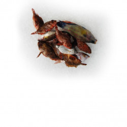Soupe de roche - Ane
