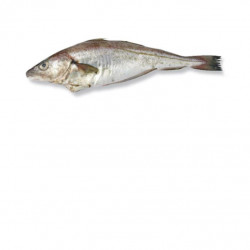 Merlan 300/500G ligne PB LE...