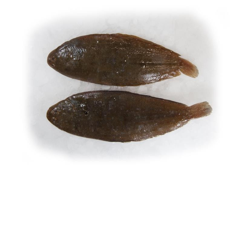 Sole limande 100/200G ANE