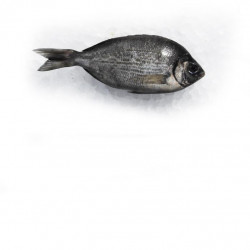 Dorade grise 200/300G - ANE