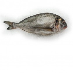 Dorade Royale 400/600G -...
