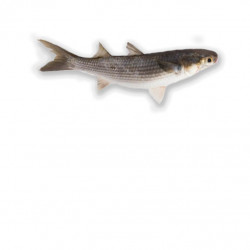 Mulet 300/500G - ANE
