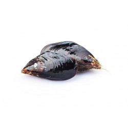 Moule pac moy France S/VIDE...