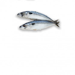 Maquereau 800gr/1kg - ANE