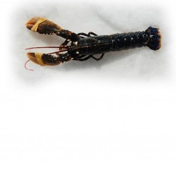 Homard européen 400/600G