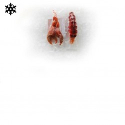 Queues et pinces de homard...