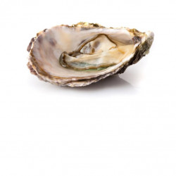 Huitres bouzigues N3 18PCS...