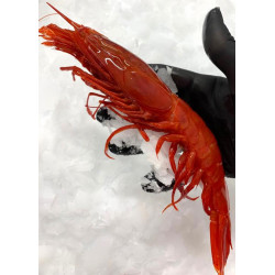 Crevette rouge alistado 20/25