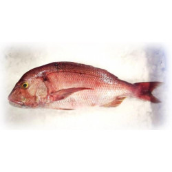 Dentex Gibbosus 2/3K - MEDIT