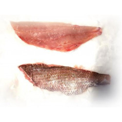 Filet de Dentex Gibbosus - ACE
