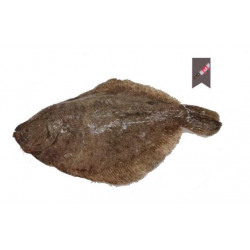 Barbue 1/2K en filet brut- ANE