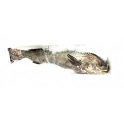 Ombrine/maigre 10/20K - ANE