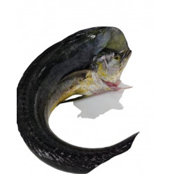 Dorade coryphene 5/7K - MEDIT