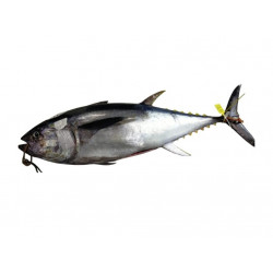 Thon rouge 50/80Ken filet...
