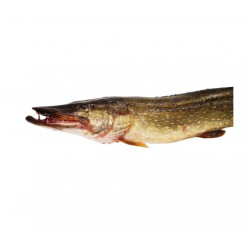 Brochet 2/4K ANE - le kg