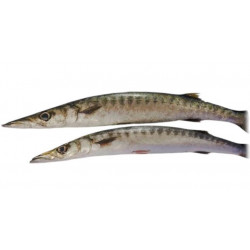 Barracuda 1/2 - MEDIT
