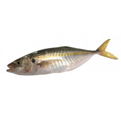 Chinchard 80/100G - ANE