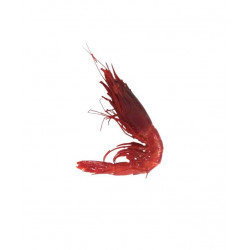 Carabineros 13/15 ANE