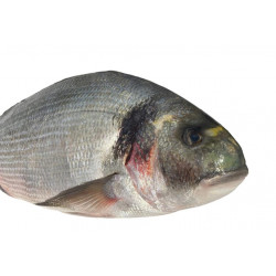 Dorade royale 400/600G  -...