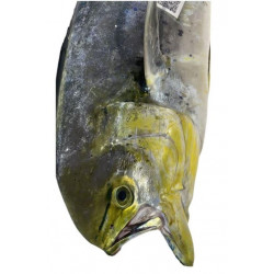 Dorade coryphene 3/5kg -...