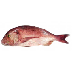 Dentex Gibbosus 1/2K - ACE