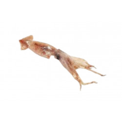 Encornet rouge - Ane