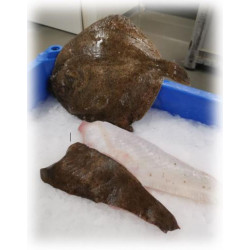 filet de turbot