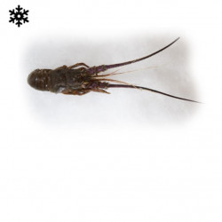 Langouste entière cru...
