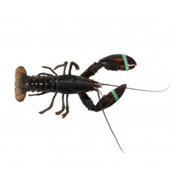 Homard USA/CAD 600/800G 