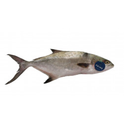 Liche 1/2KG - MEDIT