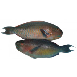 Poisson perroquet 2/4K en...
