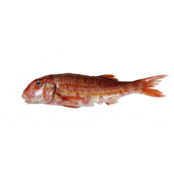 Rouget barbet 300/500G+  ANE