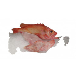Dorade sebaste 2K+ en filet...