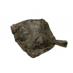 Turbot 1/1.5K- élevage