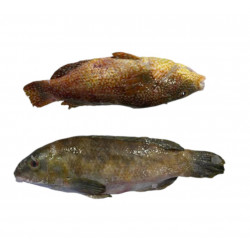 Vieille 500G/1K - ANE
