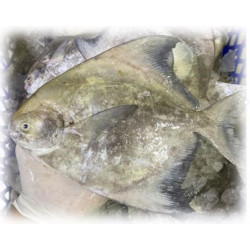 silver pomfret