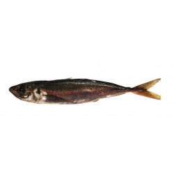 Chinchard noir 600/800G - ANE