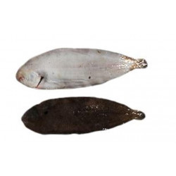 Sole 600/800g - ELEVAGE