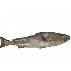 Ombrine/maigre 1/2KG+ -  MEDIT