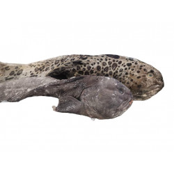 Loup de mer 3K+ VDK LE KG -...