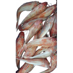 Grondin rouge 400/600 ANE