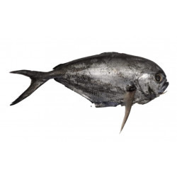 Castagnole 600/900G - ANE