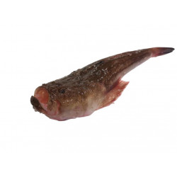 Uranoscopus - Médit