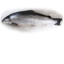 Saumon 7/8 sup Feroé